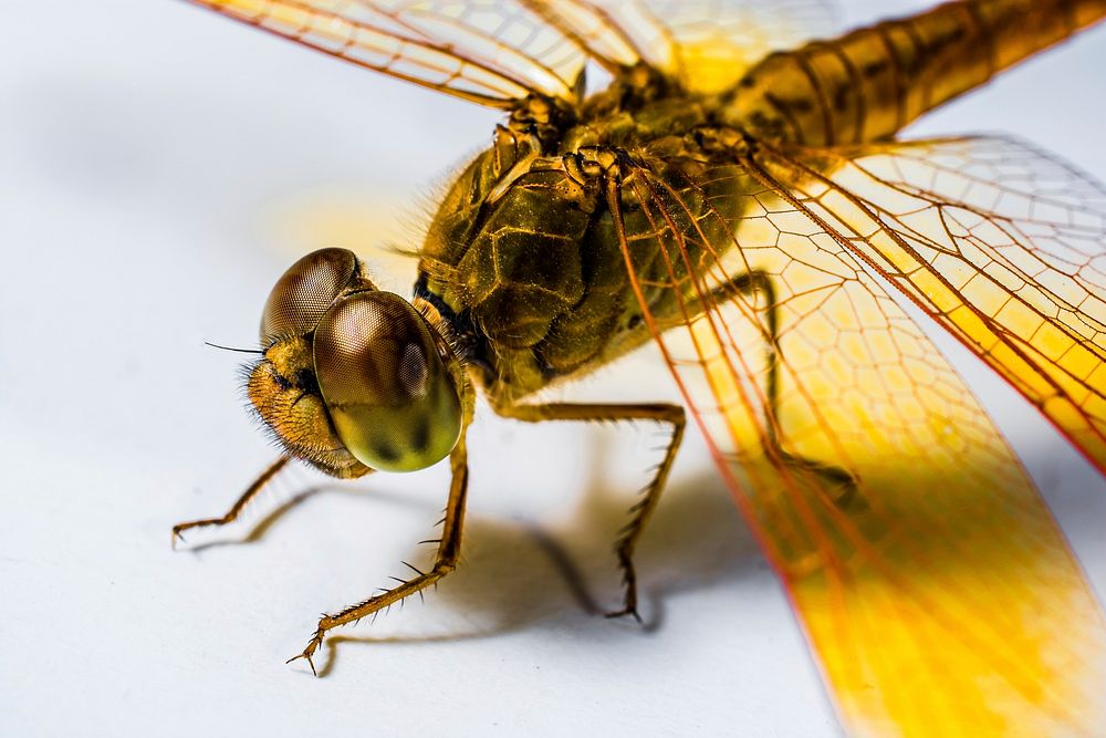 Dragonfly's face closeup, insect background. Free public domain CC0 photo.