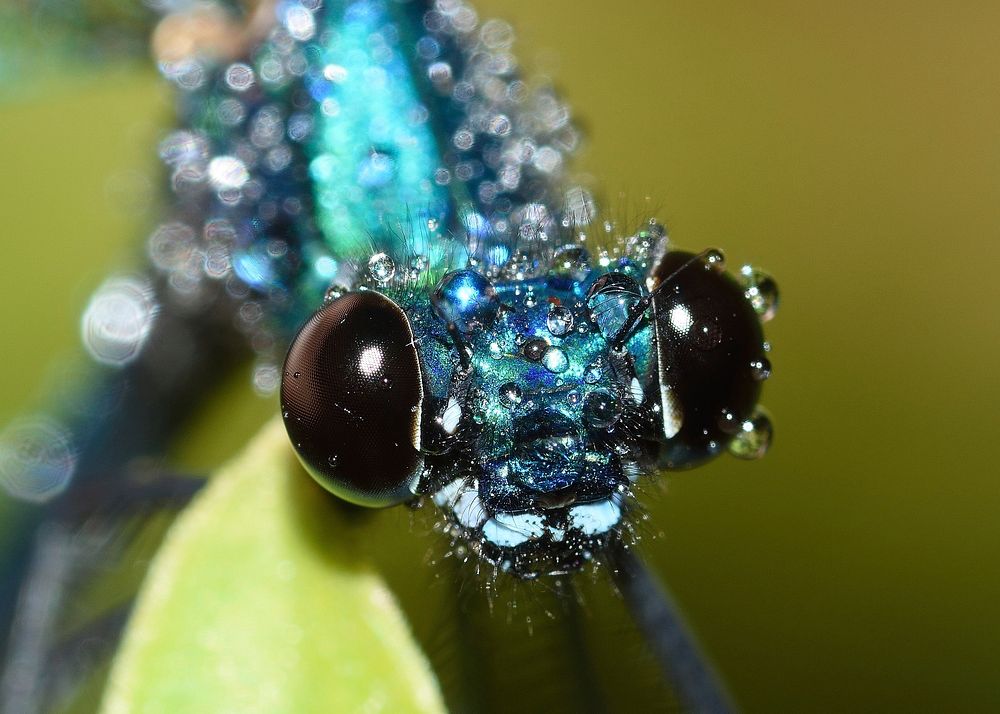 Blue dragonfly's face closeup. Free public domain CC0 photo.