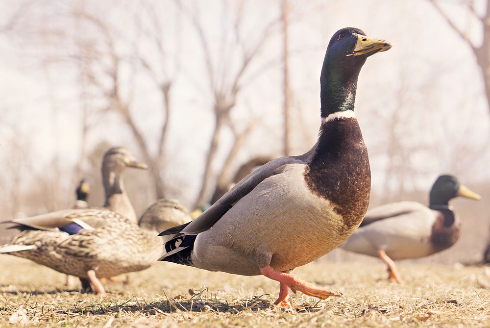 Green mallard duck close up. Free public domain CC0 photo.