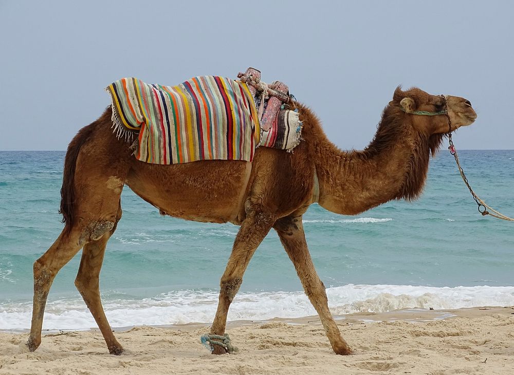 Camel in desert. Free public domain CC0 photo.