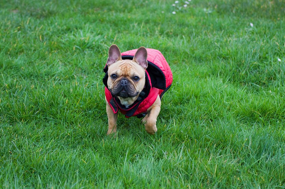 Pug wearing red shirt walking on grass. Free public domain CC0 photo.