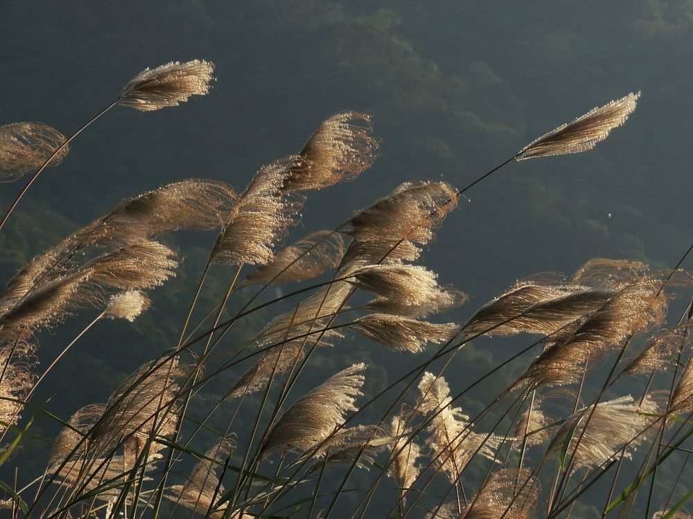 Reed field. Free public domain CC0 photo.