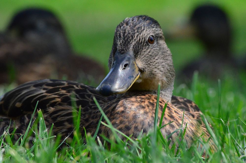 Mallard duck sitting close up. Free public domain CC0 image.