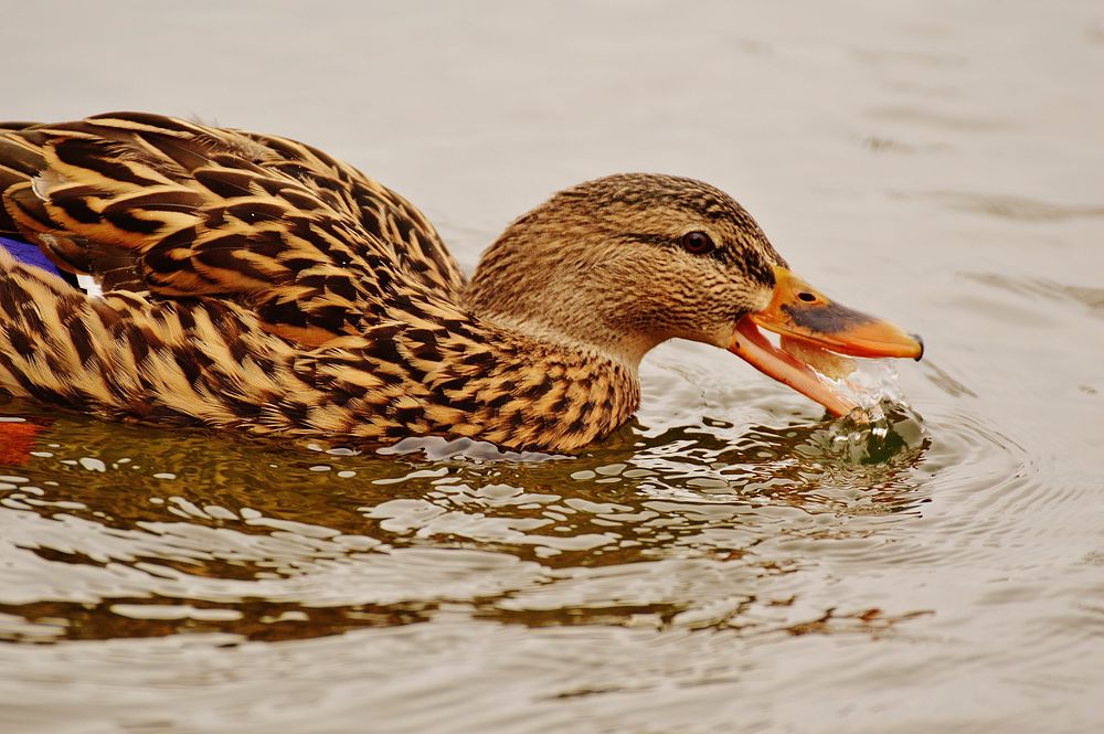 Mallard duck swimming close up. Free public domain CC0 image.