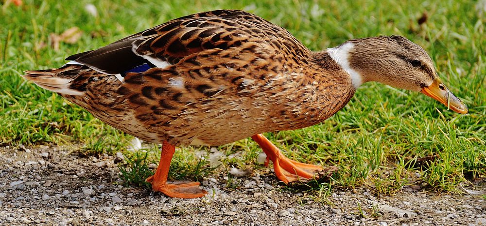 Mallard duck walking close up. Free public domain CC0 image.