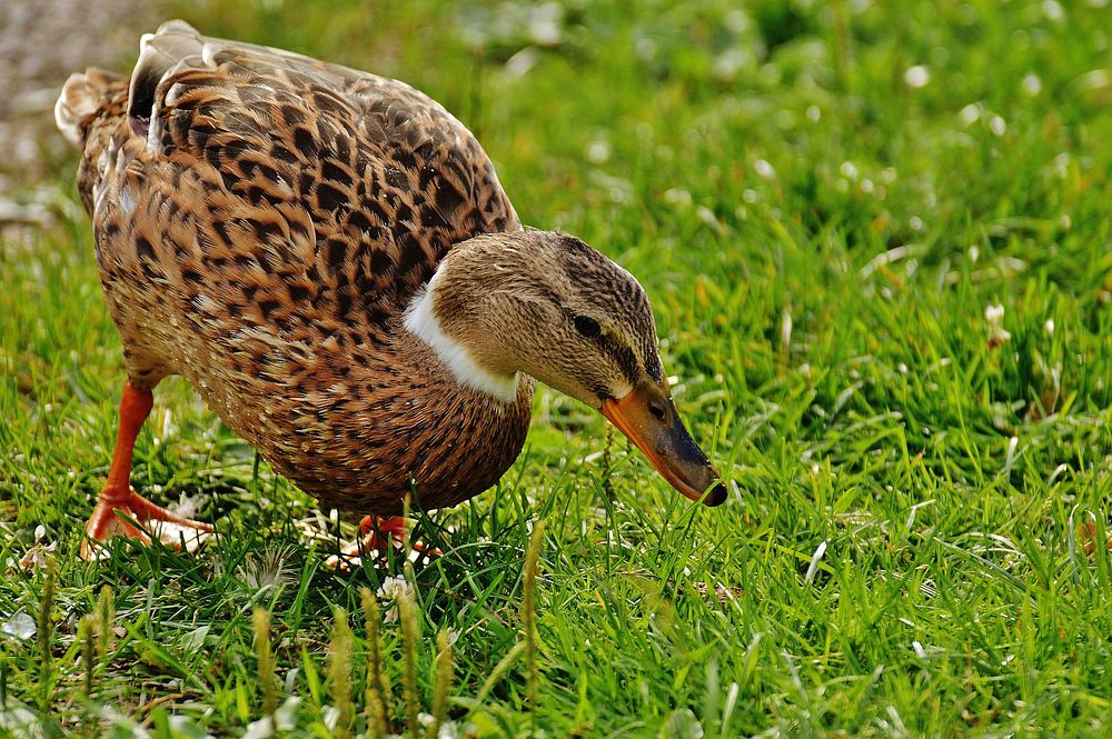 Mallard duck walking on grass. Free public domain CC0 image.