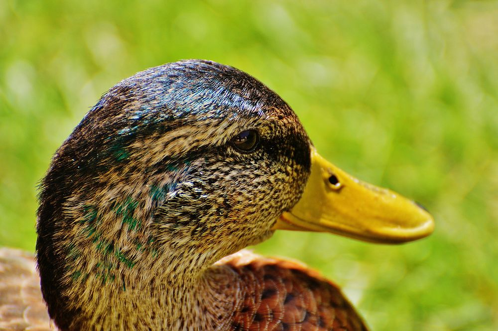 Mallard duck close up. Free public domain CC0 image.