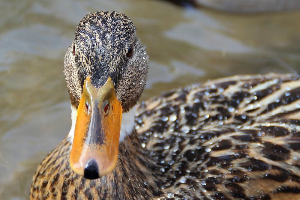 Female mallard duck close up. Free public domain CC0 photo.