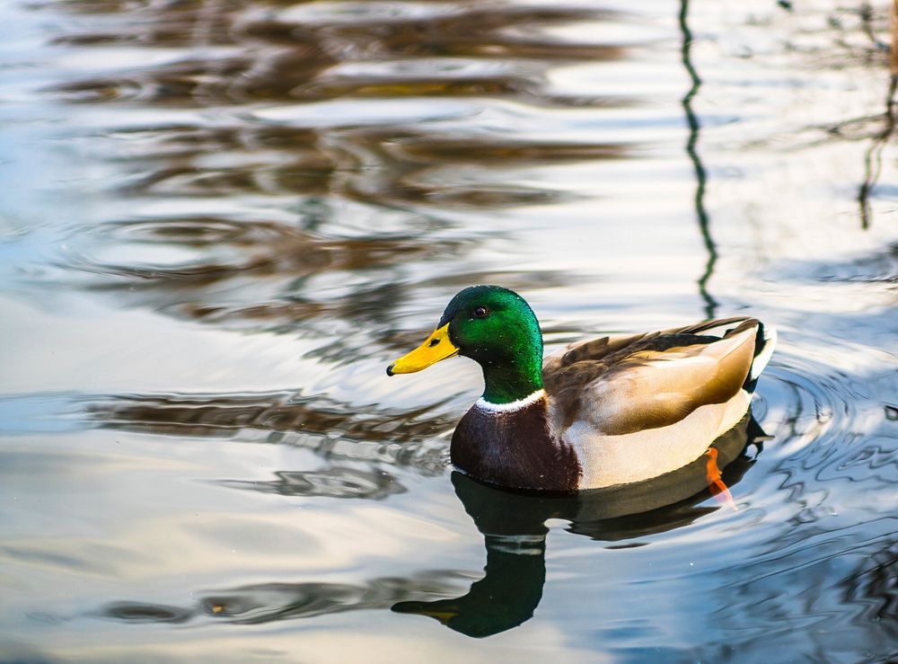 Green mallard duck close up. Free public domain CC0 photo.