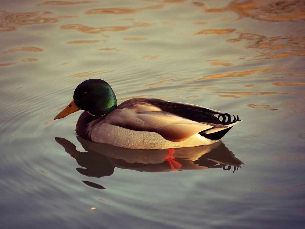 Green mallard duck close up. Free public domain CC0 photo.