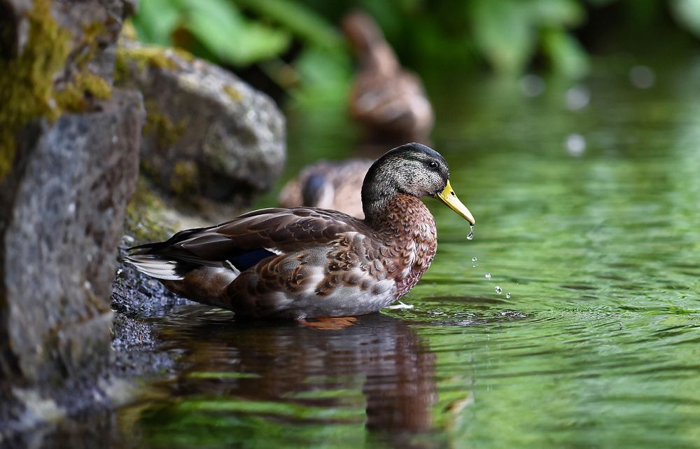 Mallard duck floating close up. Free public domain CC0 image.