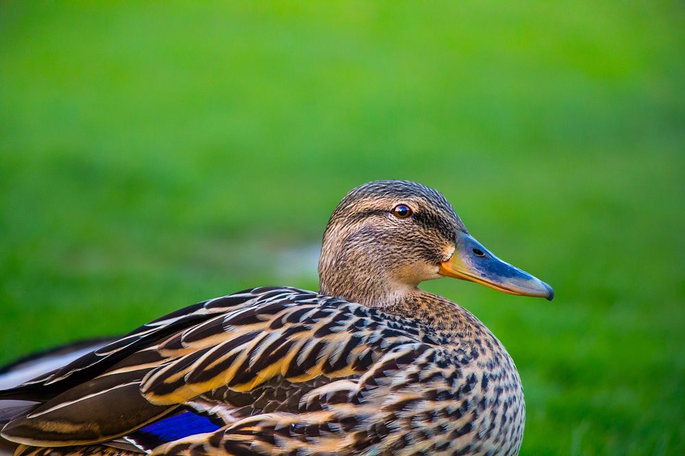 Mallard duck sitting close up. Free public domain CC0 image.