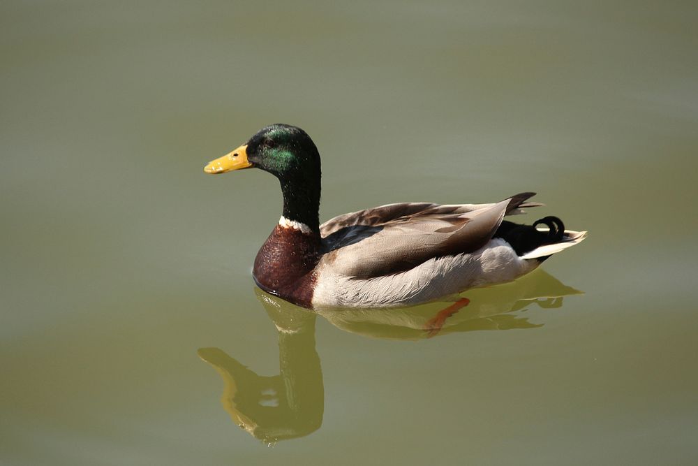 Green mallard duck close up. Free public domain CC0 photo.