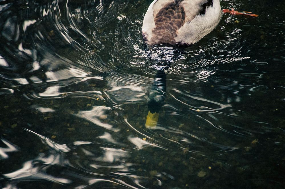 Duck swimming into water. Free public domain CC0 image.