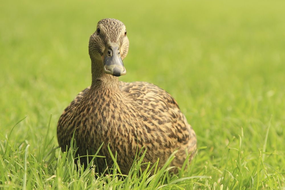 Mallard duck standing on grass. Free public domain CC0 image.