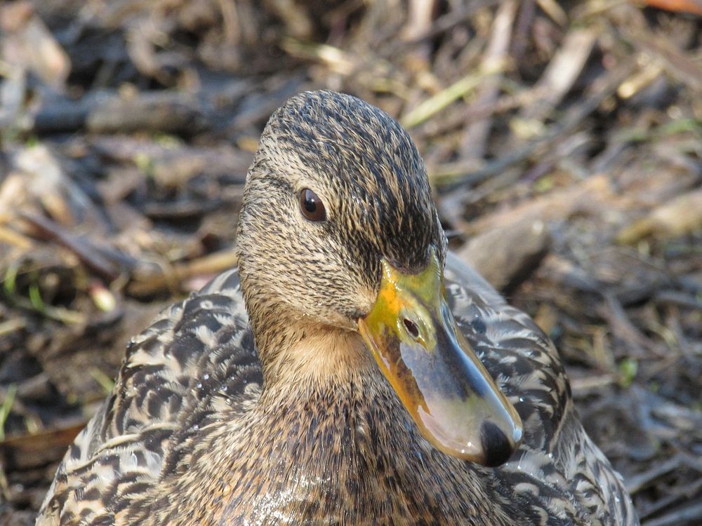 Mallard duck face close up. Free public domain CC0 image.