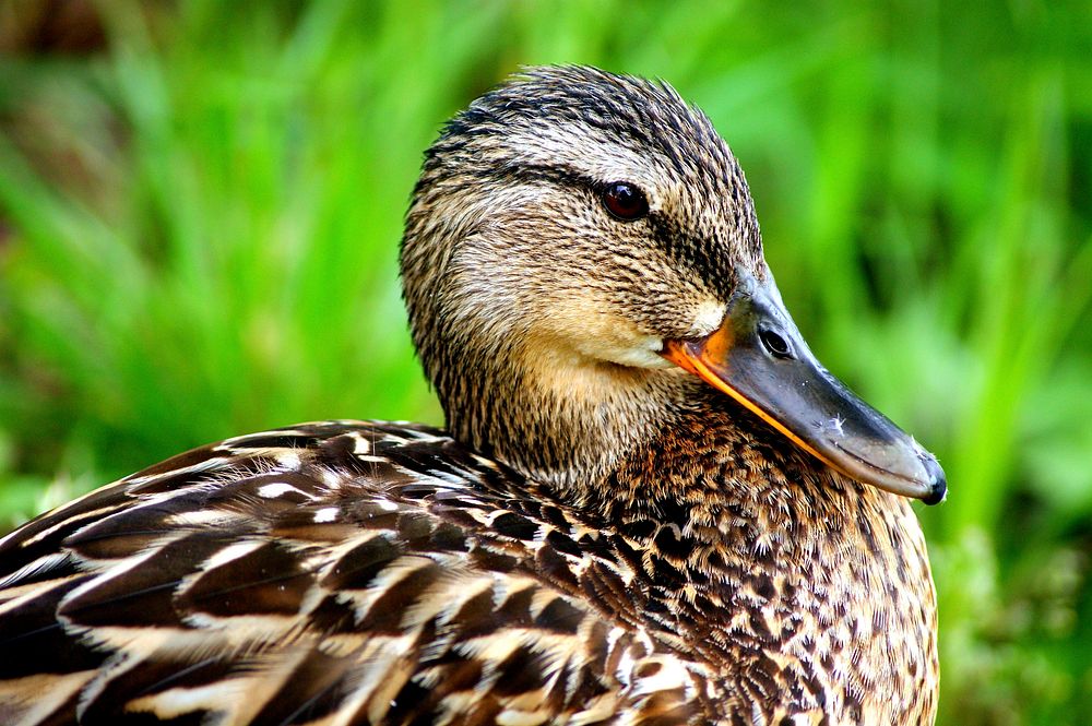 Mallard duck head close up. Free public domain CC0 image.