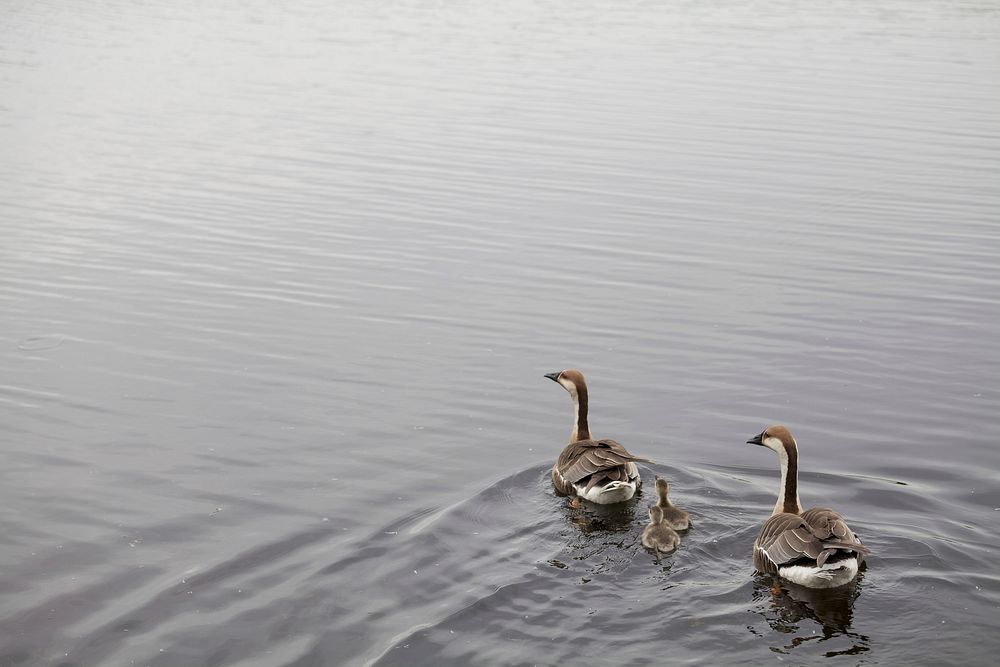 Family of gooses swimming together. Free public domain CC0 photo.