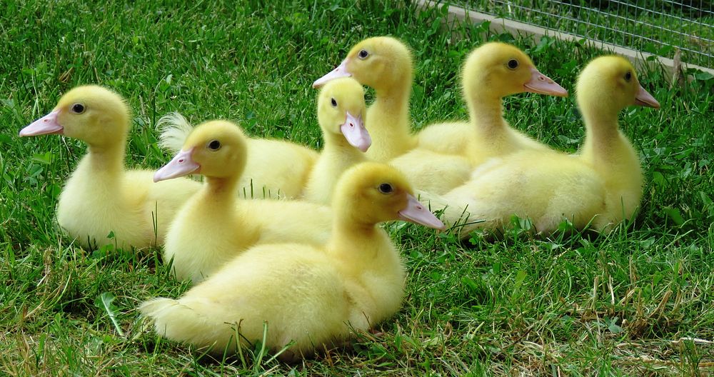Yellow ducklings close up. Free public domain CC0 photo.
