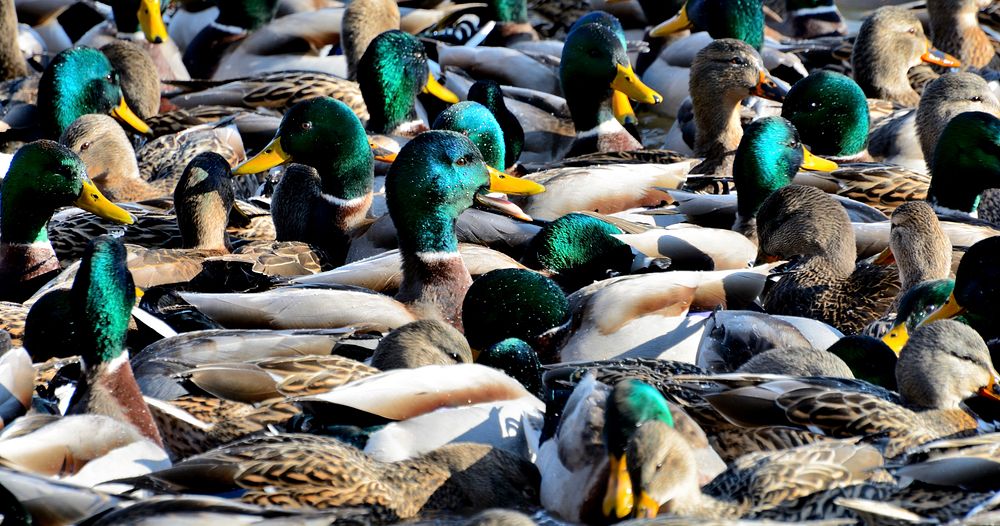 Green mallard ducks close up. Free public domain CC0 photo.