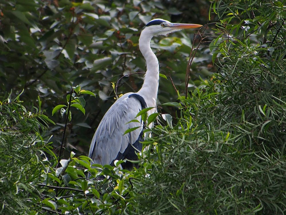 Egret, bird photography. Free public domain CC0 image.