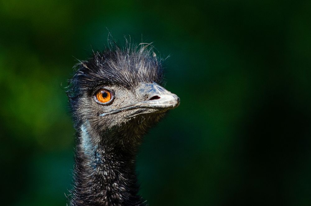 Emu bird, animal photography. Free public domain CC0 image.