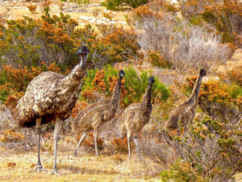 Emu birds. Free public domain CC0 photo.