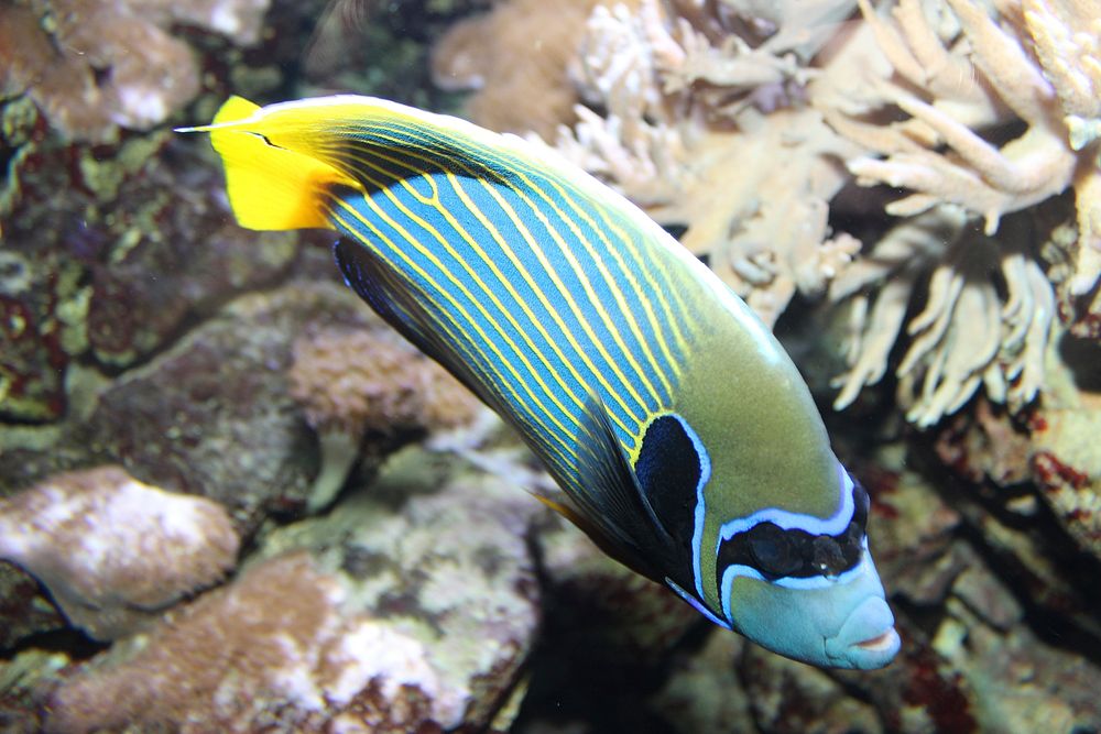 Emperor angelfish close up. Free public domain CC0 photo.