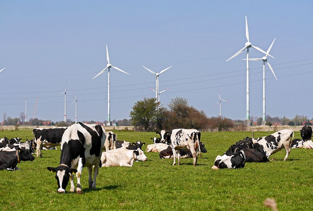 Dairy cows grazing at a farm with windmills. Free public domain CC0 image.
