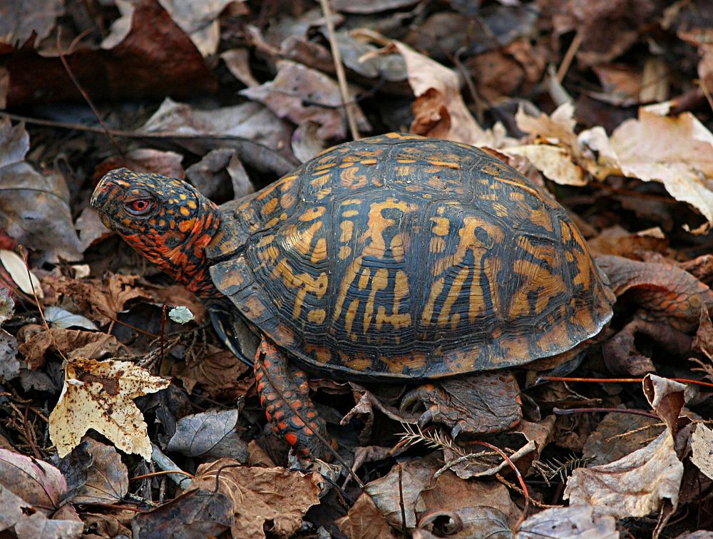 Box turtles close up. Free public domain CC0 photo.