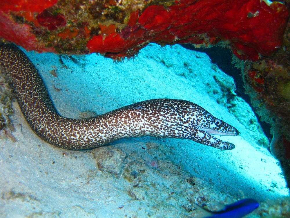Spotted morray eel fish. Free public domain CC0 photo.