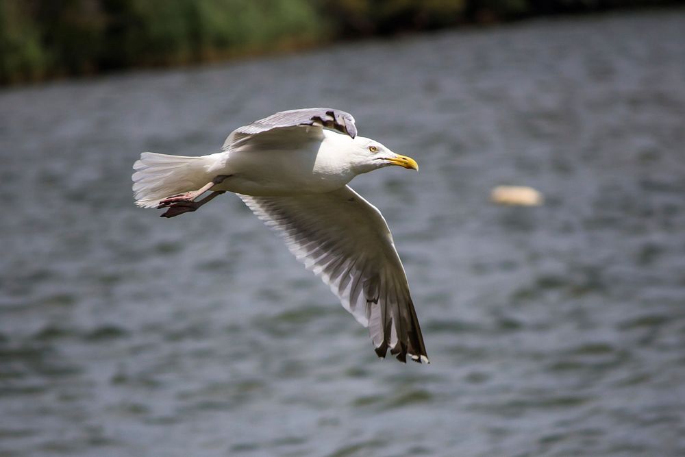 Free gull flying above water image, public domain animal CC0 photo.