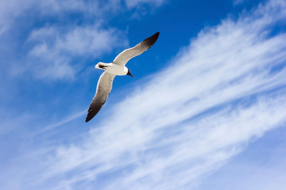 Free flying bird on sky image, public domain animal CC0 photo.