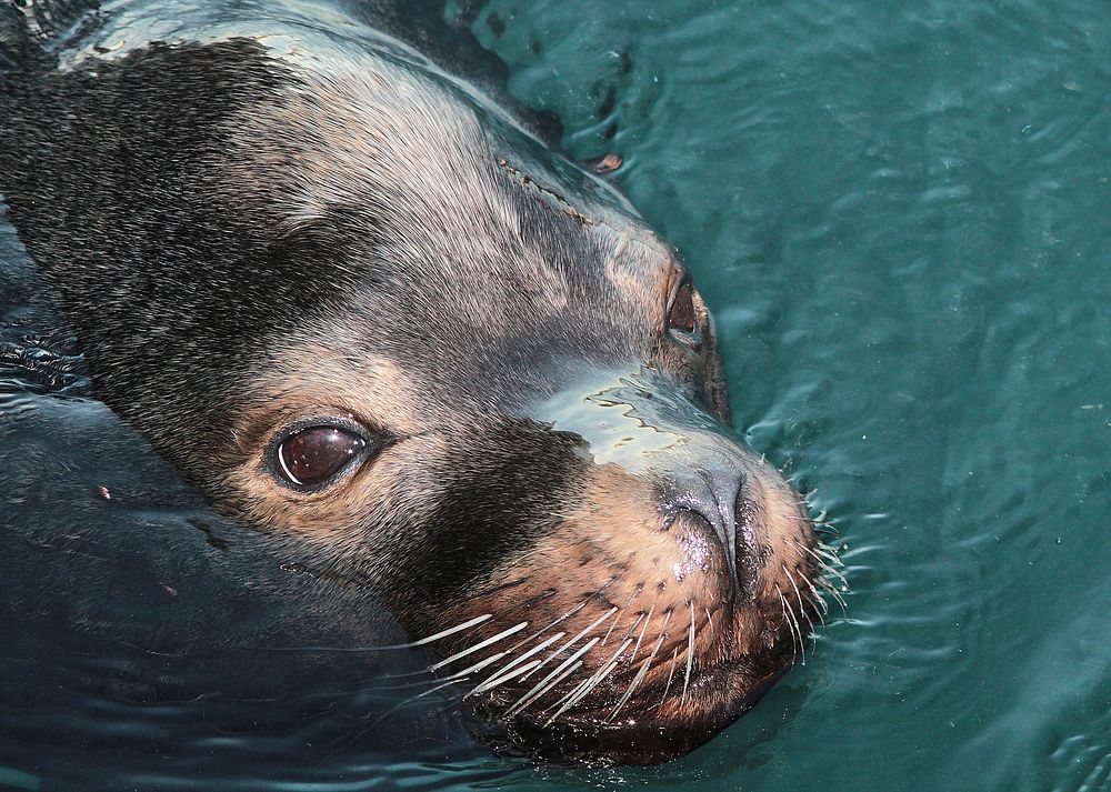 Free seal in the water close up photo, public domain animal CC0 image.