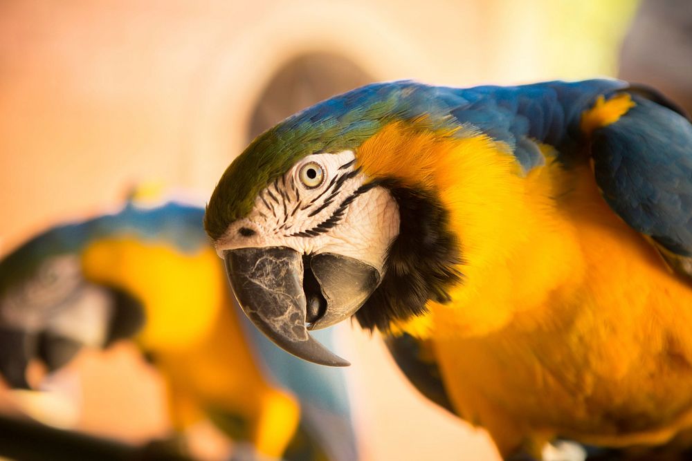 Free close up macaw image, public domain animal CC0 photo.