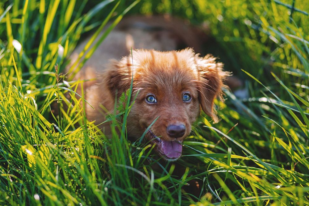 Free brown dog in grass field image, public domain animal CC0 photo.