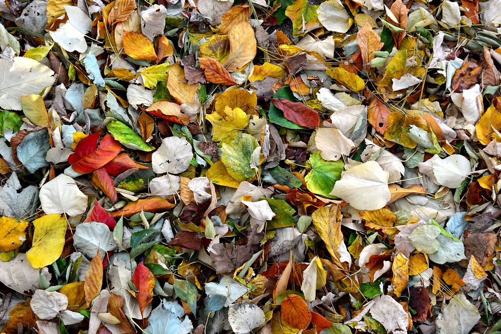 Autumn leaves on the ground. Free public domain CC0 photo.