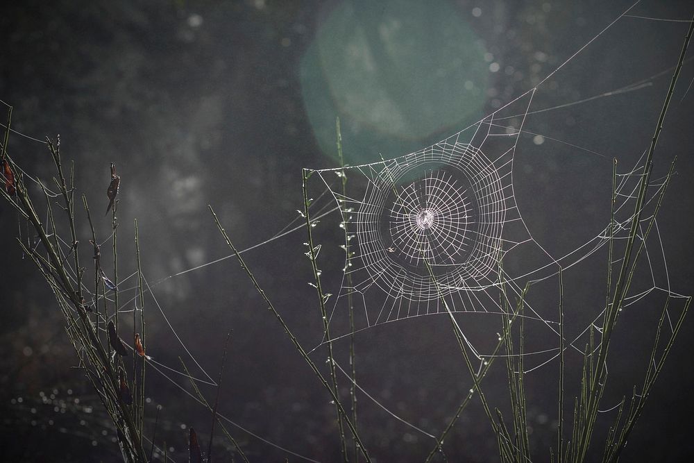 Free spider web in nature photo, public domain environment CC0 image.