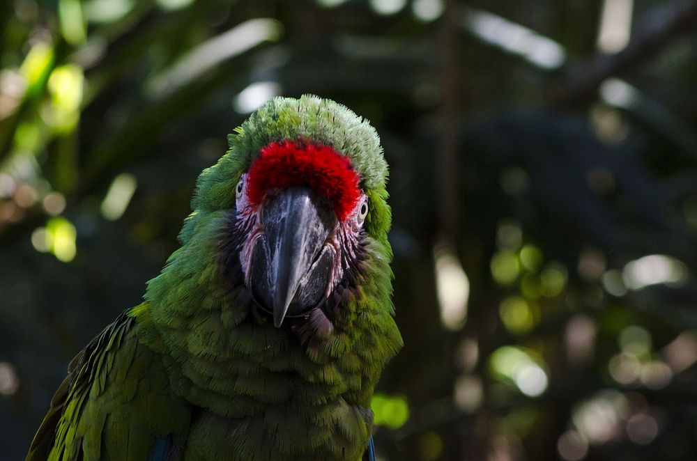 Free close up military macaw bird image, public domain animal CC0 photo.