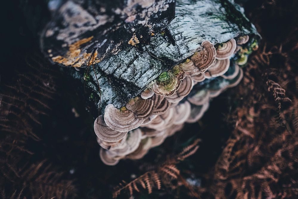 Bracket fungus on logs. Free public domain CC0 photo.