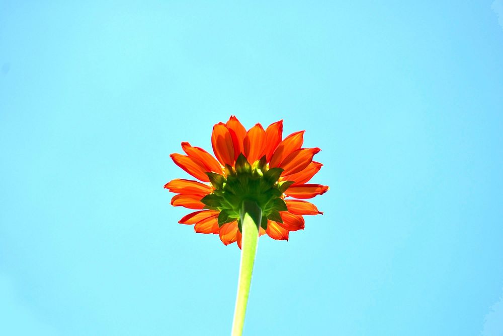 Free orange daisy background image, public domain flower CC0 photo.