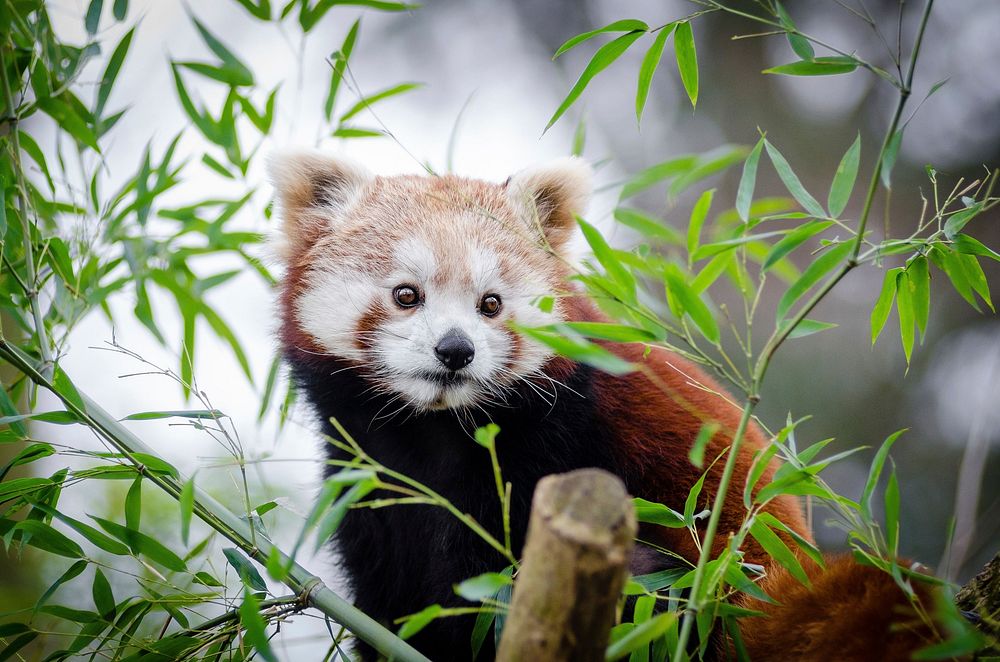 Free Red Panda image, public domain animal CC0 photo.