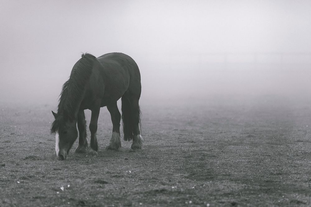 Free horse on pasture image, public domain animal CC0 photo.