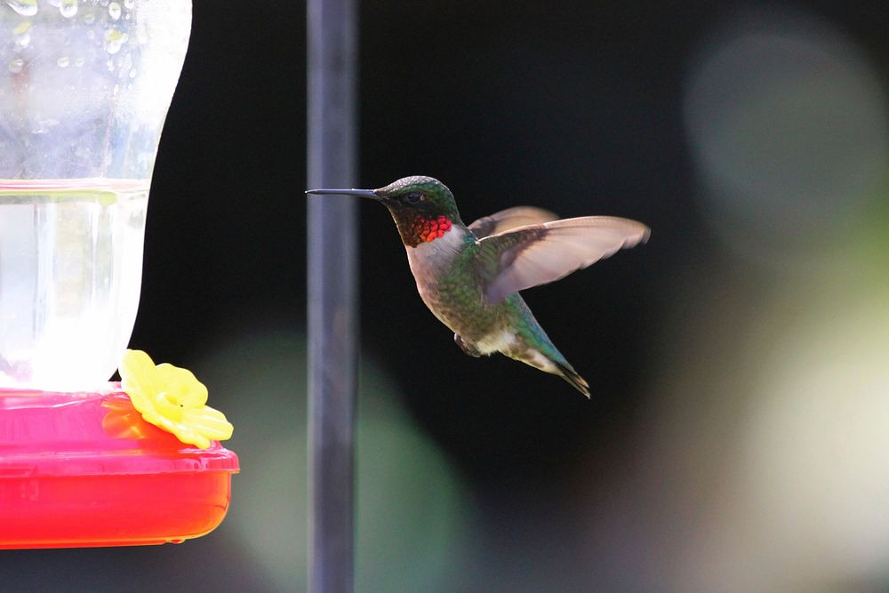 Free Hummingbirds image, public domain avian CC0 photo.