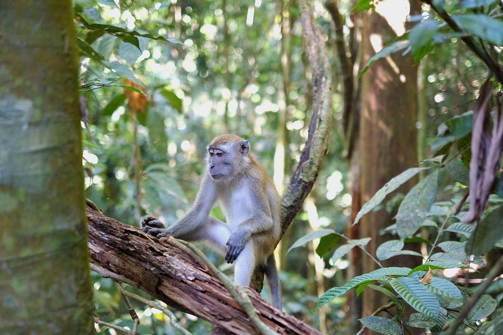 Free monkey on a branch image, public domain animal CC0 photo.