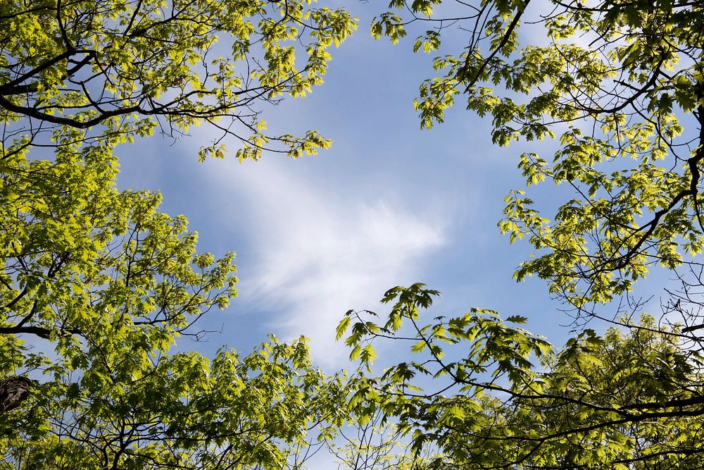 Free look up to sky leaves tree image, public domain botanical CC0 photo.