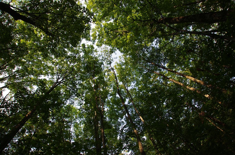 Free look up to sky leaves tree image, public domain botanical CC0 photo.