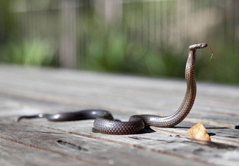 Cobra snake. Free public domain CC0 photo.