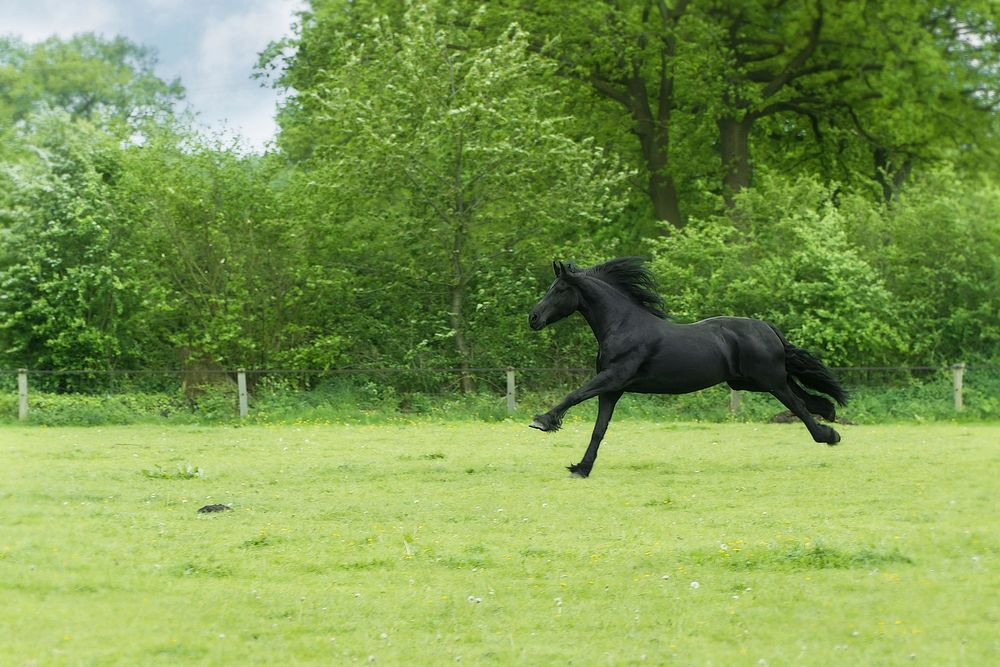 Free horse galloping on pasture image, public domain animal CC0 photo.