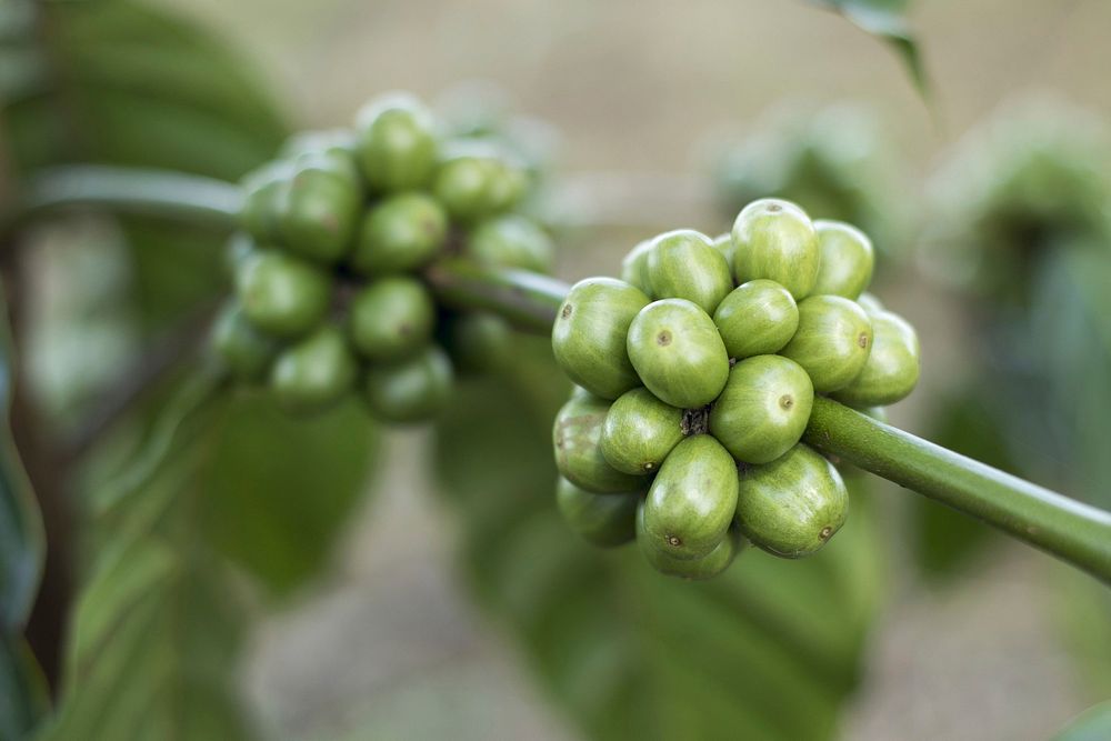 Free raw green coffee bean on branch image, public domain food CC0 photo.